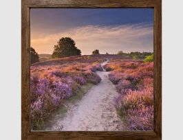 Abb. Bild Weg durch blühende Heide