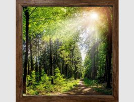 Abb. Bild Waldweg im Sonnenlicht