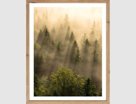 Abb. Bild Wald im Morgennebel