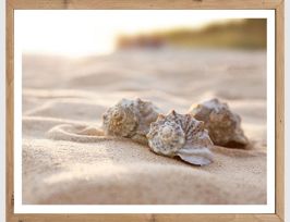 Abb. Bild Muscheln im Sand