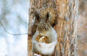 Tierfreundlicher Garten: Naturgarten für Herbst & Winter 