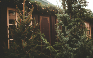 Weihnachtsbaum frisch halten: Tipps für lange Haltbarkeit & volle Nadeln