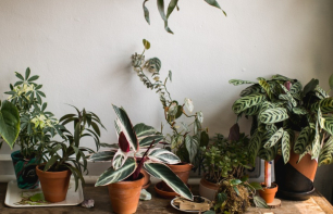 Pflegeleichte Zimmerpflanzen: Die 11 beliebtesten Pflanzen für Menschen ohne grünen Daumen