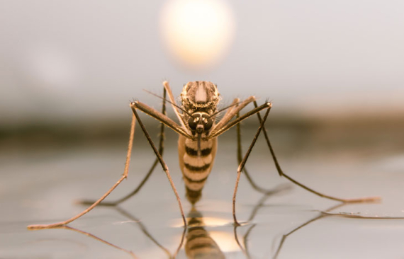 Insektenschutz selber machen – diese Tricks helfen gegen Insekten