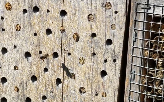 Insektenhotel selber bauen: Bauanleitung zum Nachmachen