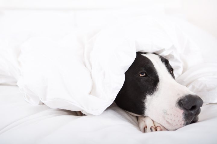 Bettdecke weiß mit Hund