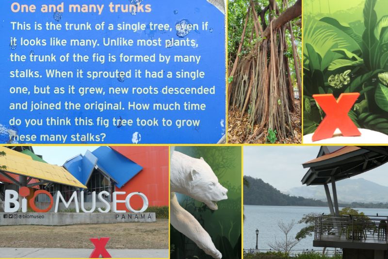 Biomuseo