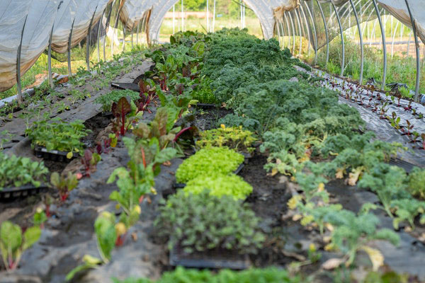 Gemüsegarten für Anfänger Anbauplan und Mischkulturen