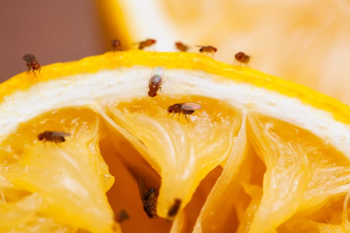 Zahlreiche Fruchtflöiegen auf einer Orange