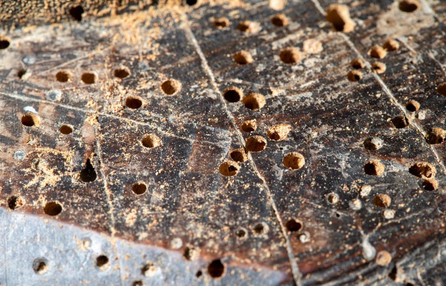 Holzwurm bekämpfen und vorbeugen - Mittel im Überblick