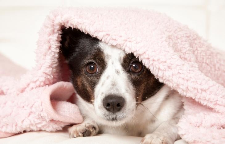 Hundedecken waschen: So wird das Hundebett wieder sauber