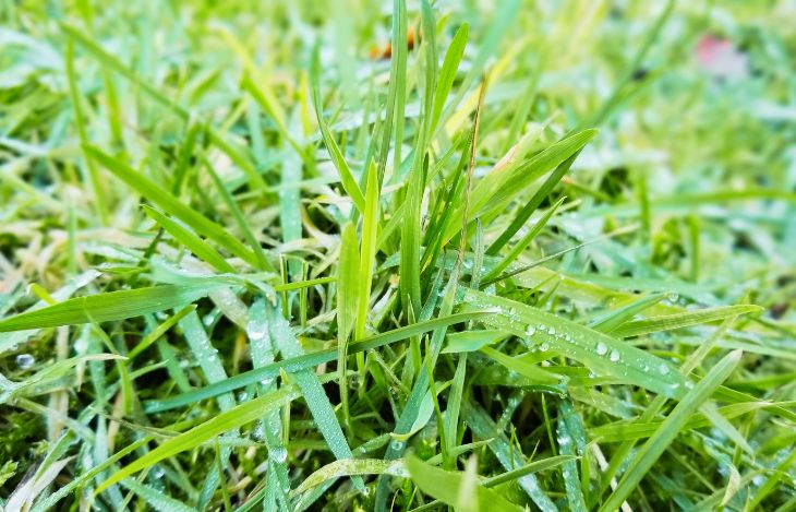 Rasen bewässern im Sommer: Wie oft, wann und wie lange?