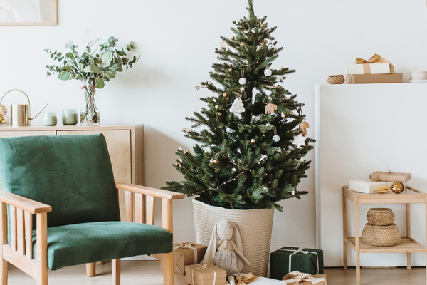 Weihnachtsbaum im Topf