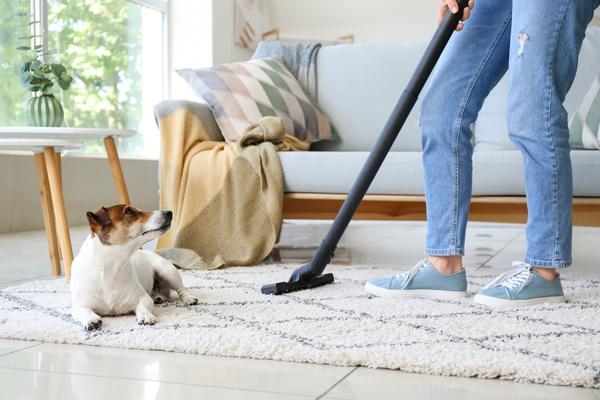 Hund auf einem Teppich