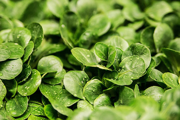 Herbstgemüse pflanzen Feldsalat