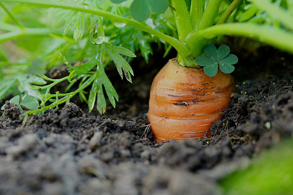 Wintergemüse anbauen Karotten