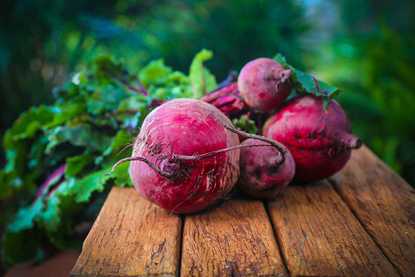 Wintergemüse pflanzen Rote Beete